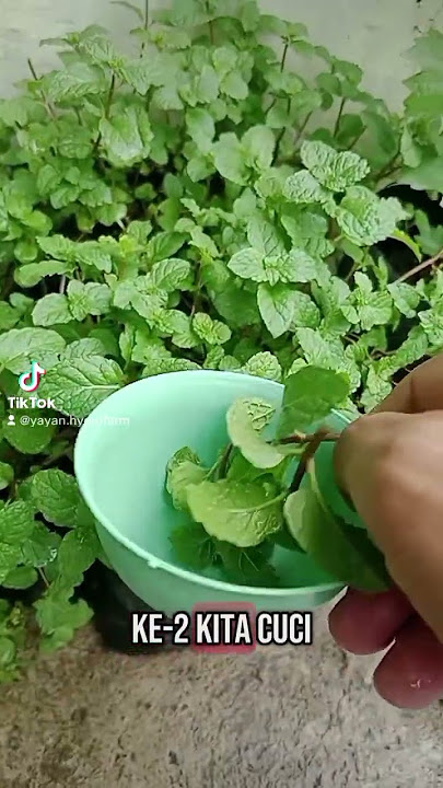 Cara bikin Mint Tea - Teh Daun Mint