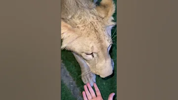 اللبؤه هي اللي تغدر بالعادة مو الاسد 