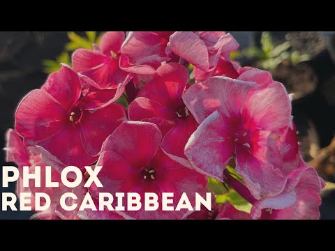 Phlox - Red