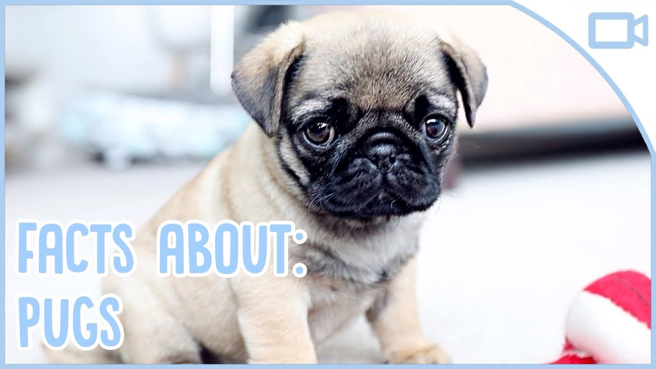 Facts About Pugs! - YouTube