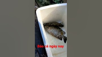 Hôm nay cá ăn dìa ăn mạnh