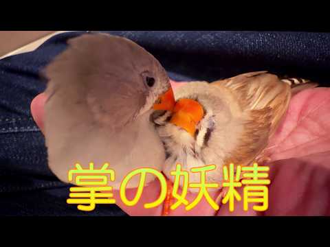 掌の妖精、微睡むキンカチョウ姉妹 A fairy in my palm: zebra finch
