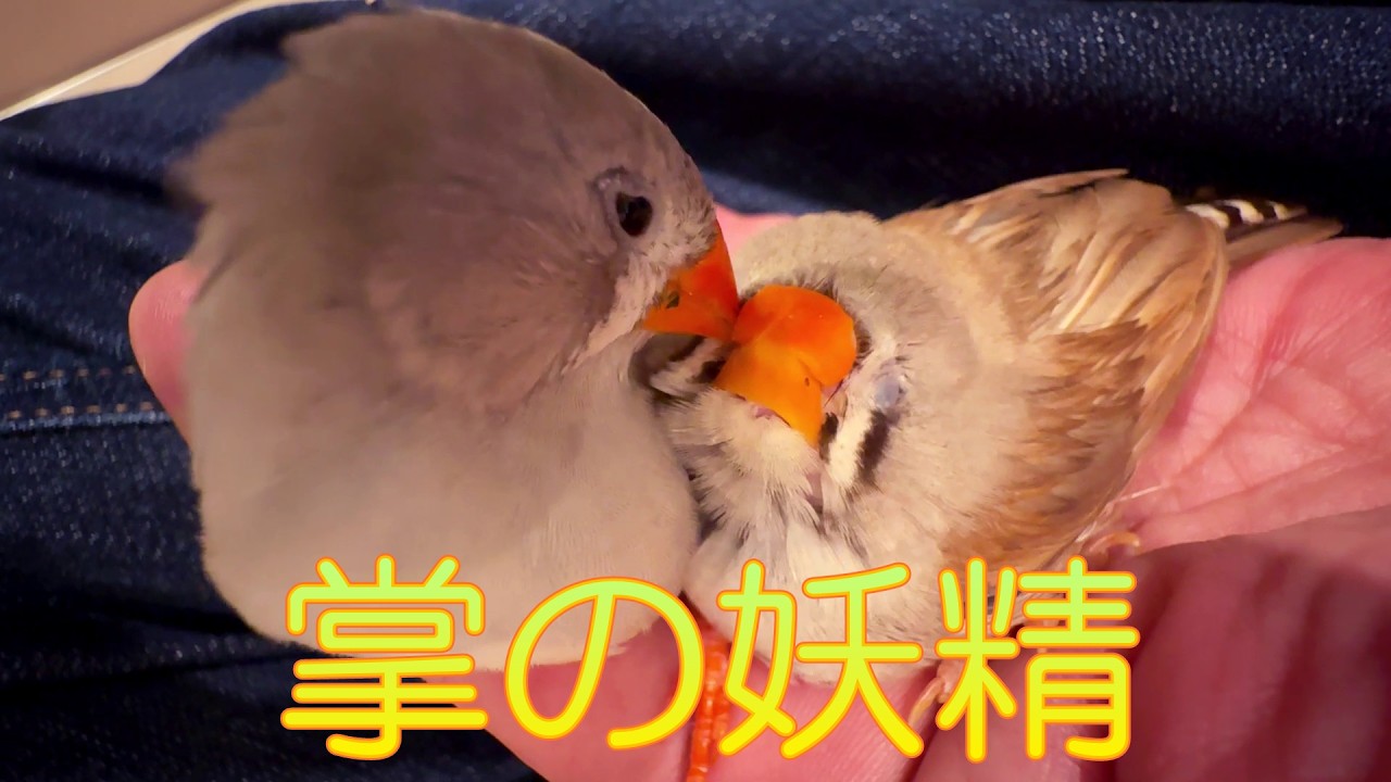 掌の妖精、微睡むキンカチョウ姉妹 A fairy in my palm: zebra finch