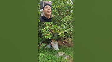 Đây có phải loại cây khá dễ chăm và ít bệnh không #nongdan #fruit