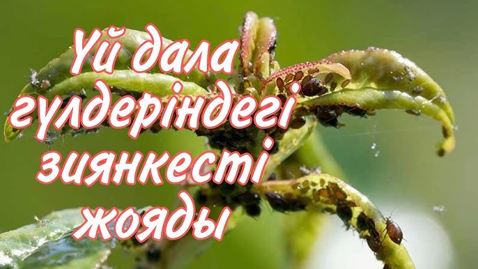 Корей порно фильмдерін онлайн көру