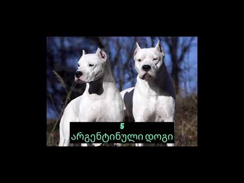 top 10   აკრძალული ძაღლის ჯიში