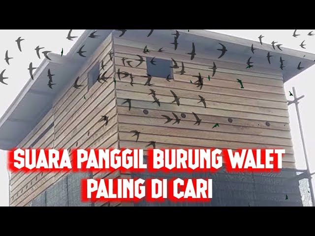 SUARA PANGGIL BURUNG WALET PALING DI CARI class=