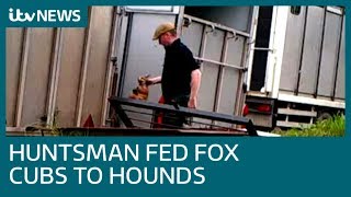 Senior huntsman guilty after feeding fox cubs to hounds| ITV News