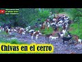 Bajando las chivas al agua para encerrarlas en el corral en Oaxaca 🐐