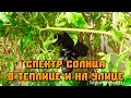 Спектр солнечного света. Замеры на солнце и в теплице