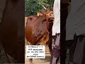 गाईचे दूध 20 लिटर किंमत 40000/- वाहतूक घरपोच डिलिव्हरी उपलब्ध संपर्क क्रमांक 9521321091