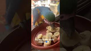 Автор video: @mireberrios  #birds #sitybirds #птицы #pigeons  #city birds #кудасходитьмск