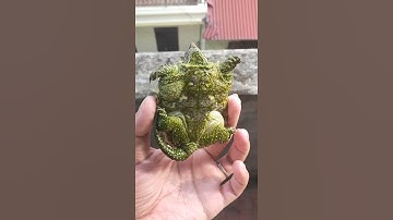 Rùa Common lên rêu full xanh ntn 👍