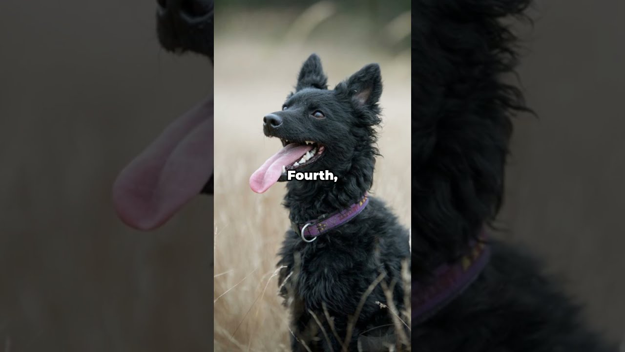 Meet The Rare Mudi Hungary S Secret Herding Dog