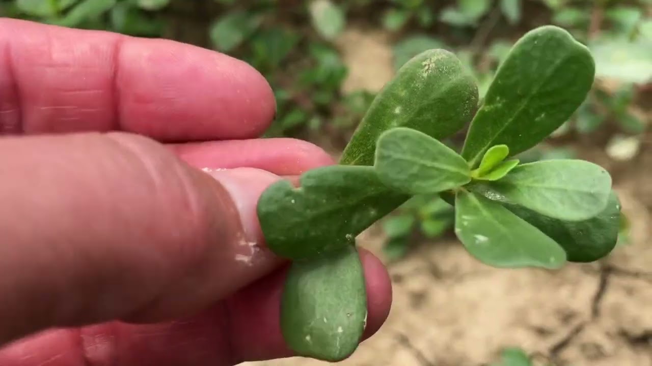 Portulaca oleracea, identificazione ed uso in cucina