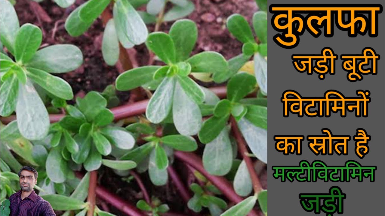 kulfa-ke-fayde-aur-pahchan-youtube