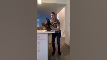 🐈Cat Expectations vs Reality😂#Shorts