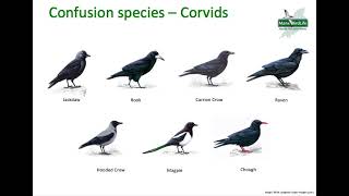 Confusion species: Corvids