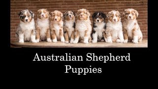 Australian Shepherd Puppies 2017 by DogTheDexter 5,076 views 6 years ago 3 minutes, 15 seconds