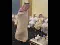    اجمل رقص شرقي ضحك