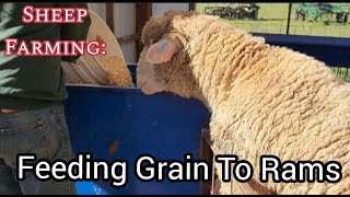 Sheep Farming: Feeding Grain To Rams