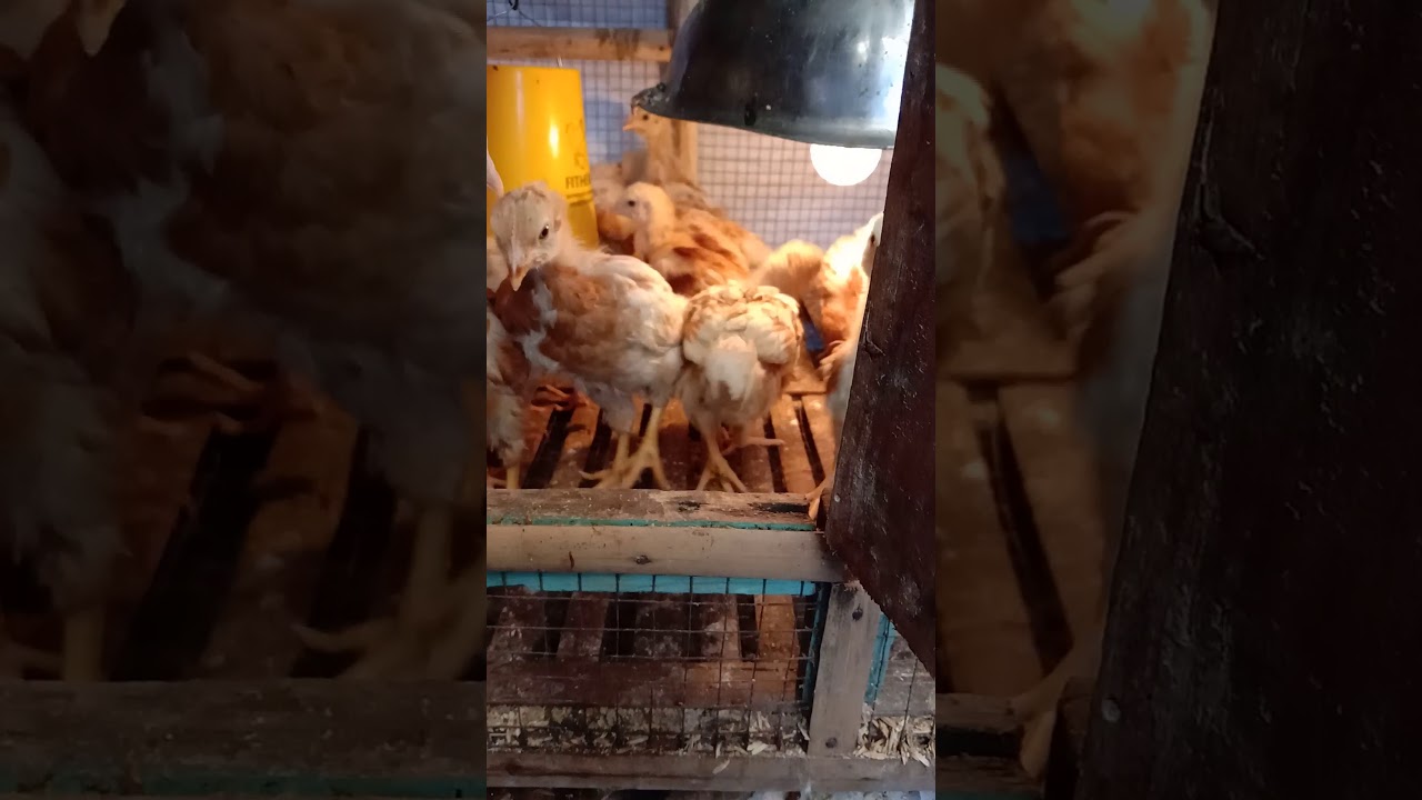 Doc ayam petelur umur 19 hari 