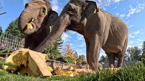 Giant Elephants Smash Giant Pumpkins | Squishing Of The Squash 2025