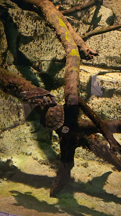 Turtle dancing with friend! #australia #animals #turtle #거북이 @victoriask8782