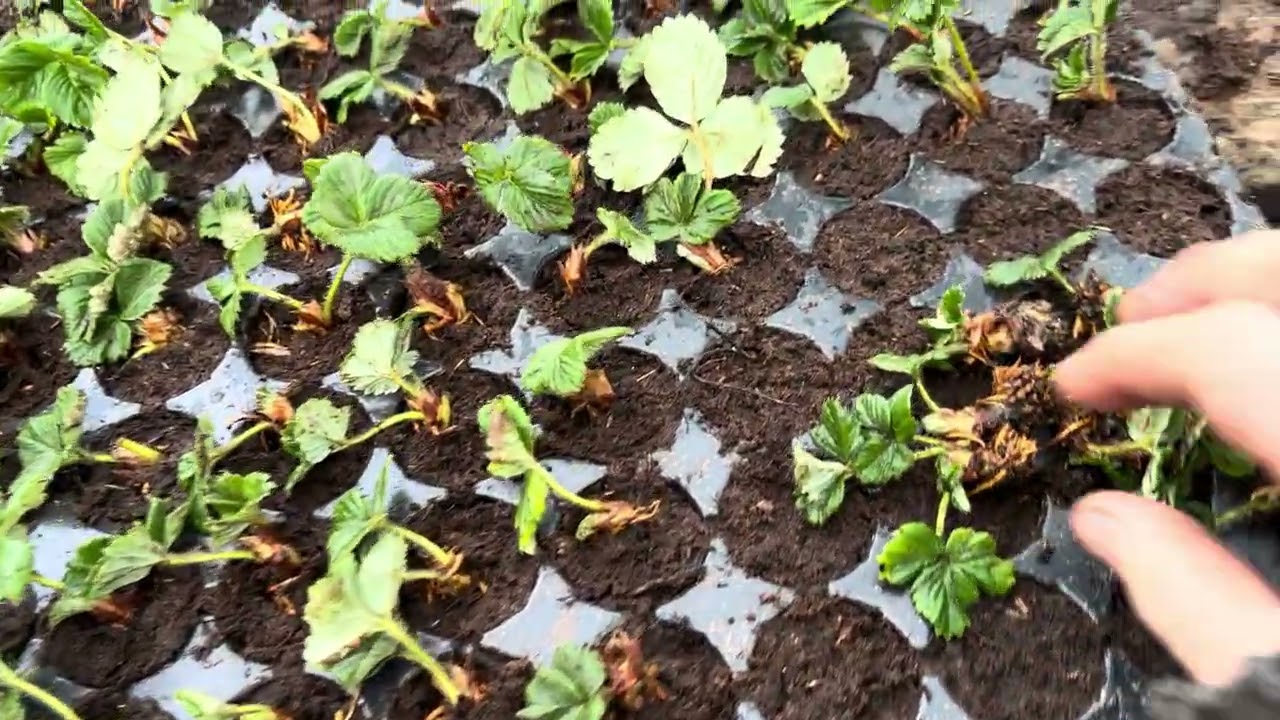 Высаживаем замороженную воздушку 