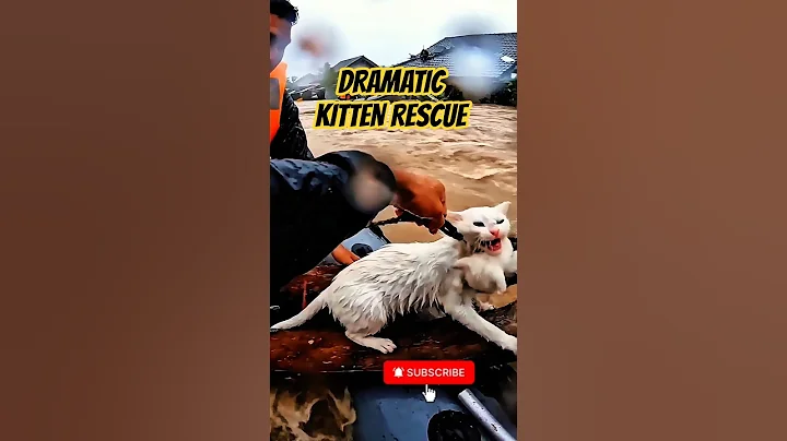 Video 11765231: persian cat rescue, cat rescue kitten, rescued tiny kitten, kittens mother cat, cat kitten white