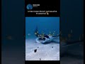 Under Ocean life isn’t just beautiful