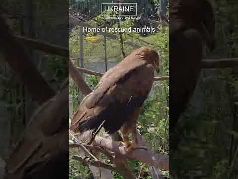 Video: Lesser Spotted Eagle: beschrijving en levensstijl van een vogel