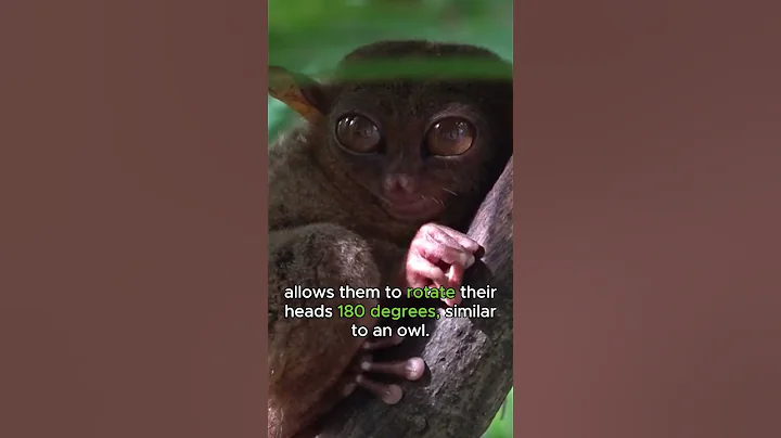 Meet Carlito Syrichta! Also known as the Philippine Tarsier #philippines #nature #peculiarplanet