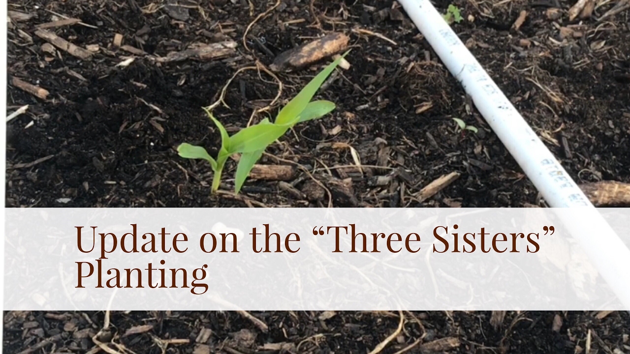 Update on Our "Three Sisters" Planting