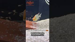 🐟 Red Head Tapajos Fry (Geophagus pyrocephalus) | Mouth brooding Parenting in Action