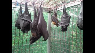 Baby Flying Fox Bat Spot Awake And Doesn't Get The Meaning Of Personal Space.