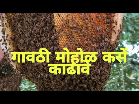 मोहोळ कसे काढायचे|अग्या मोहोळ |bee hive removal|