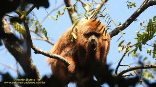 Bugio-ruivo (Alouatta guariba clamitans) por Antonio Silveira.