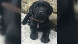 Black Lab Does Adorable Yawn