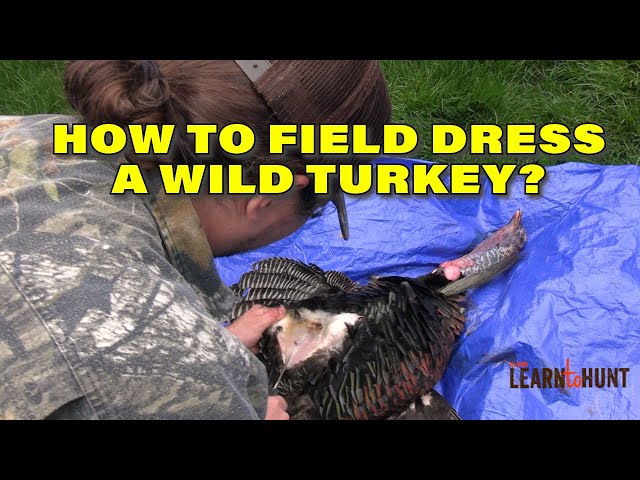 How to Field Dress a Turkey? - YouTube How to Field Dress a Turkey? - YouTube