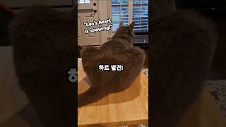 Leo the cat,  Heart-Shaped Butt!#LeoTheCat #cat #HeartButt #FluffyLove #고양이하트 #고양이엉덩이#FunnyCatMoment