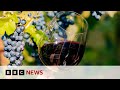 How Is Scandinavia Growing Its Wine Industry BBC News How Is Scandinavia Growing Its Wine Industry BBC News