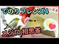 てのりフレンズ4 Tenori Friends 4【メジロ 相思雀】