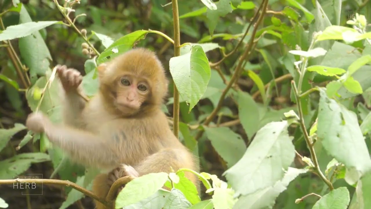 Cute Baby Monkeys Playing in the Wild Forest  | Relaxing Stream Sounds & Wildlife Ambience