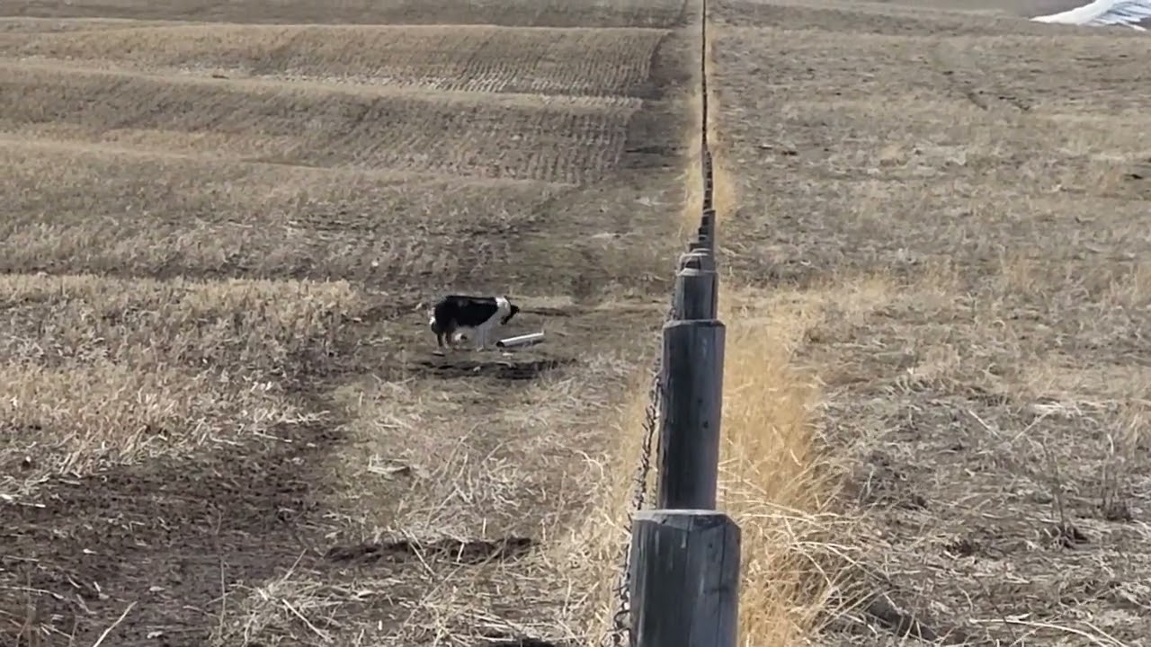 Woods, helping fence on forced maternity leave.