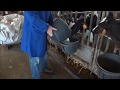 Milk pasteurizer for calves