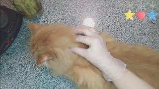 علاج البراغيث عند القطط بطريقه مضمونه