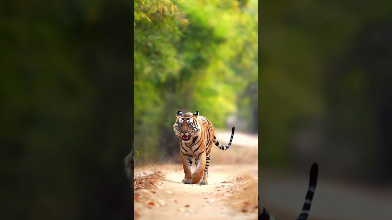 BIGGEST Tiger in India?? 