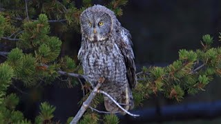 GREAT GRAY OWL hunting for 1 1/2 hours! Incredible bird at Yellowstone National Park-LIFE-BIRD!
