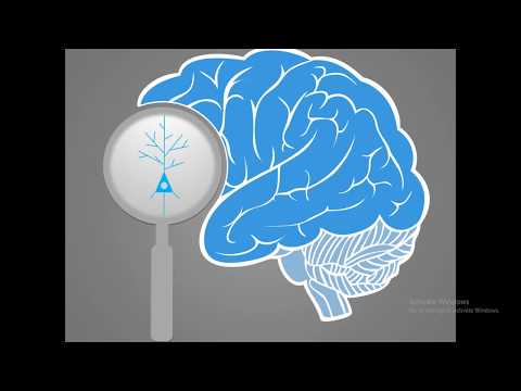Video: Watter neurotransmitter word gesintetiseer en vrygestel deur die raphe-kerne?